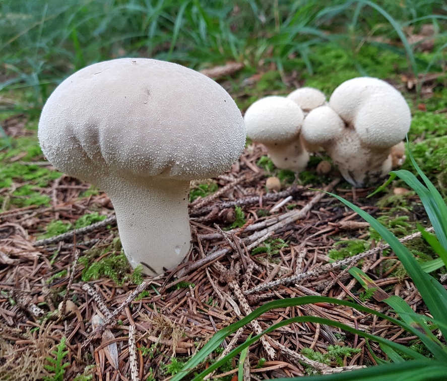 Pilze